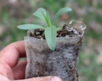 Showy Sunflower starter plant (Helianthus laetiflorus)