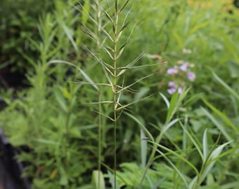 Bottlebrush grass (Elymus hystrix) starter plant