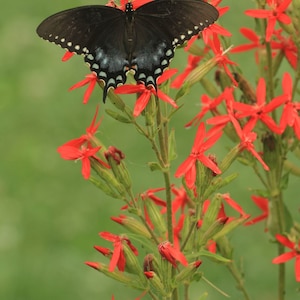 May include: A black and blue swallowtail butterfly with white spots perched on a cluster of red flowers.