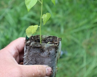 Swamp rose mallow starter plant (Hibiscus moscheutos) (dormant)