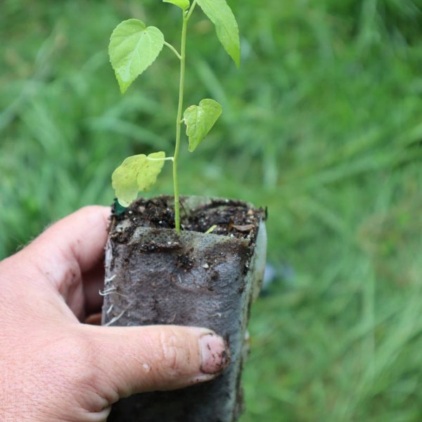 Swamp rose mallow starter plant (Hibiscus moscheutos) (dormant)