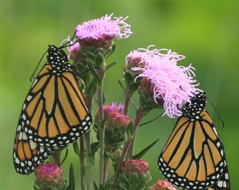 Meadow Blazing Star starter plant (Liatris ligulistylis)