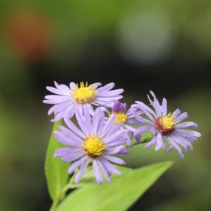 May include: A cluster of purple wildflowers with yellow centers bloom on a green stem. The flowers have delicate petals and are in focus, while the background is blurred.