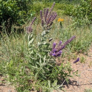 Lead plant Amorpha canescens starter plant image 1