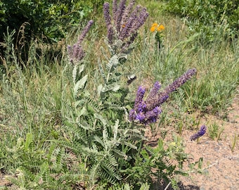 Lead plant (Amorpha canescens) starter plant (dormant)