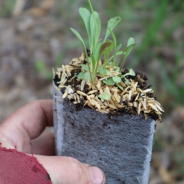 Lance leaf coreopsis starter plant (Coreopsis lanceolata)