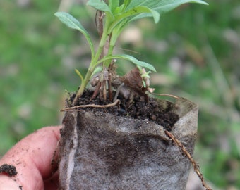 Maximilian's Sunflower starter plant (Helianthus maximiliani)