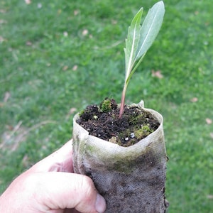 Compass plant (Silphium laciniatum) starter plant