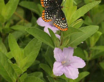 May include: A black and orange butterfly with white spots perched on a purple flower with green leaves.