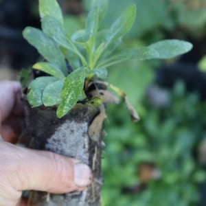 May include: A green plant with long, narrow leaves is growing in a brown paper pot. The plant is being held by a hand.