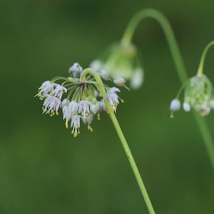Nodding onion (Allium cernuum) starter plant