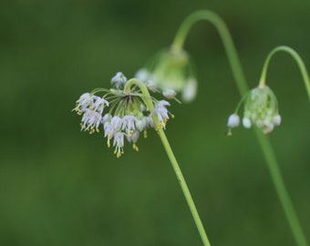 Nodding onion (Allium cernuum) starter plant