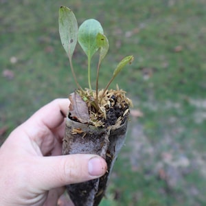 Great coneflower starter plant (Rudbeckia maxima)