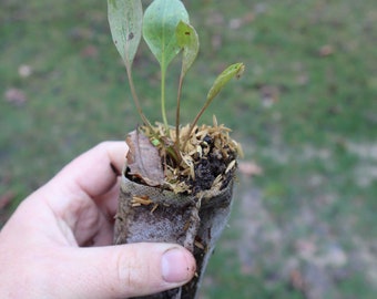 Great coneflower starter plant (Rudbeckia maxima) DORMANT