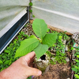 Seedling Pawpaw tree (Asimina triloba)