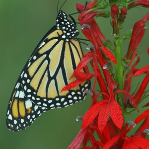 Cardinal flower  (Lobelia cardinalis) starter plant