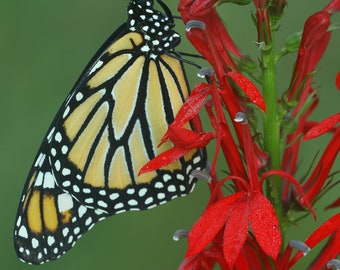 Pode incluir: Uma borboleta monarca com asas pretas, laranja e brancas está pousada em uma flor vermelha com caules e folhas verdes.