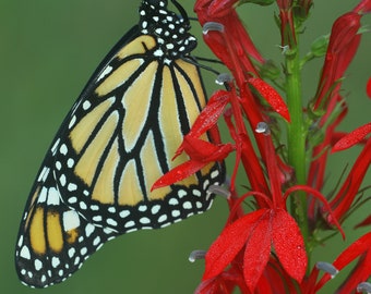 Cardinal flower  (Lobelia cardinalis) starter plant