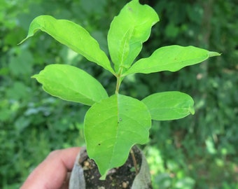 Poke Milkweed (Asclepias exaltata) starter plant