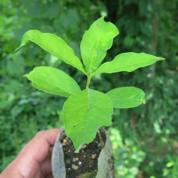 Poke Milkweed (Asclepias exaltata) starter plant (dormant)