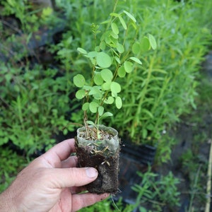 False indigo starter plant (Amorpha fruticosa)