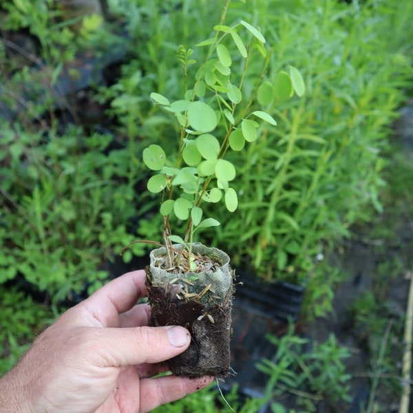 False indigo starter plant (Amorpha fruticosa) (dormant)