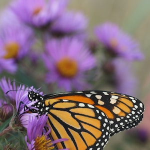 New England Aster (Symphyotrichum novae-angliae) starter plant