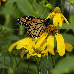 Wild Golden Glow starter plant (Rudbeckia laciniata) starter plant