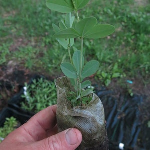 Blue wild indigo starter plant (baptisia australis)