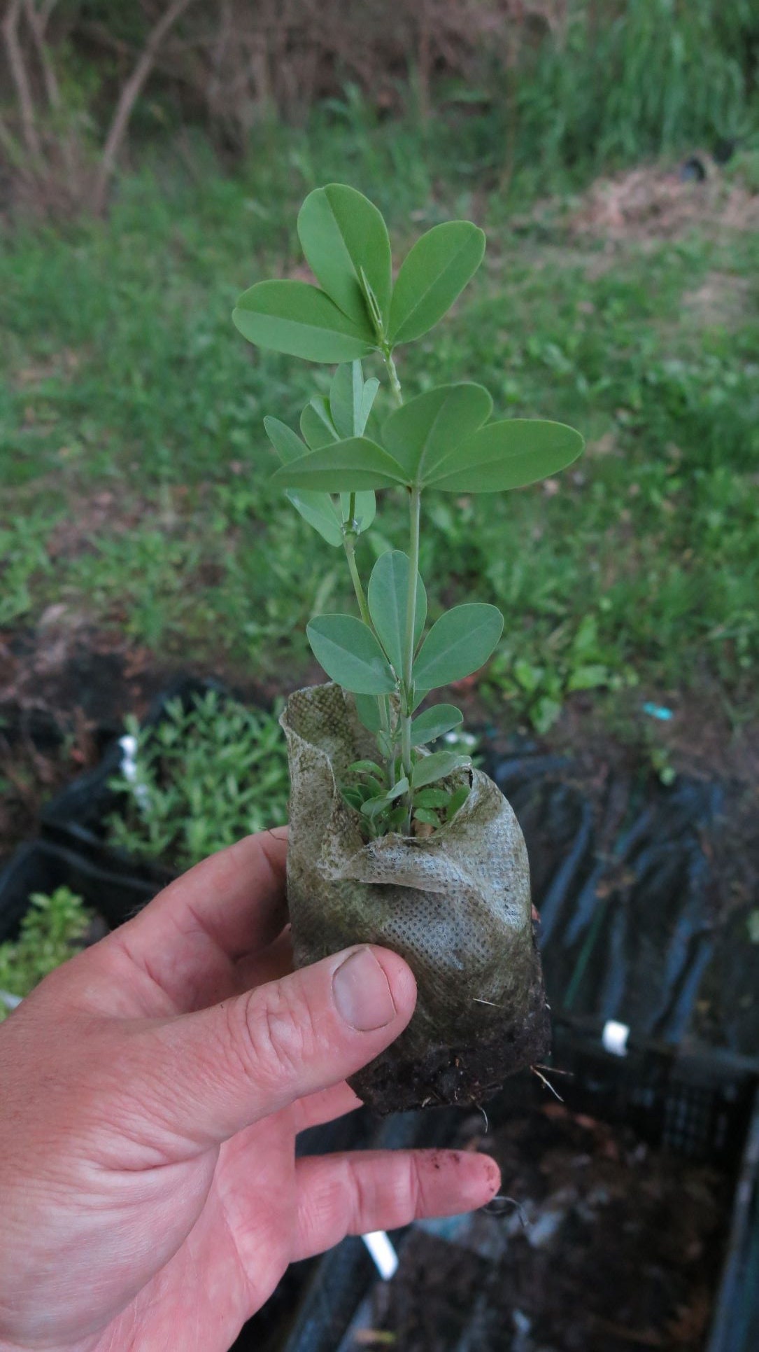 Indigo Plants - Etsy Indigo Plants - Etsy