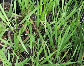 Canada wild rye native starter plant (Elymus canadensis)
