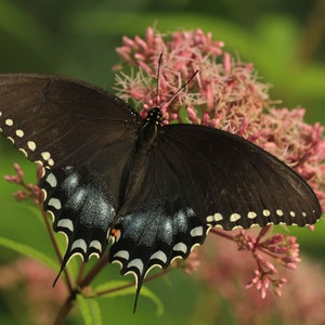 Joe pye weed (Eutrochium purpureum) starter plant