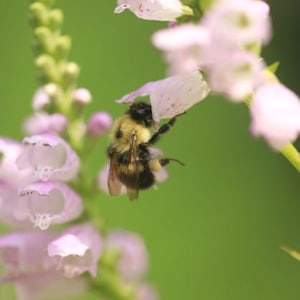 Obediant plant (Physostegia virginiana) starter plant