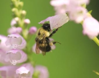 Obediant plant (Physostegia virginiana) starter plant