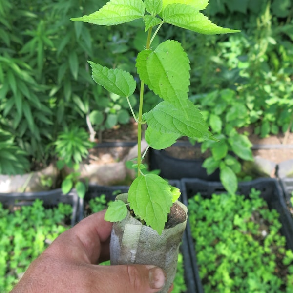 False nettle (Boehmeria cylindrica) starter plant, butterfly host plant (dormant)