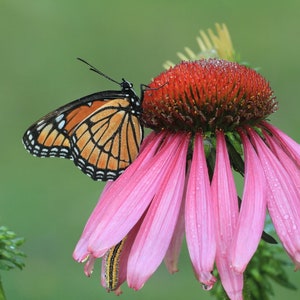 Purple Coneflower Echinacea purpurea starter plant
