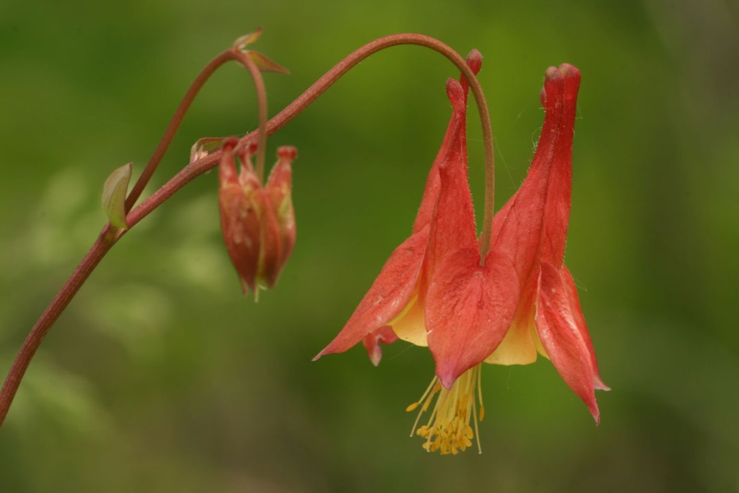 Pull columbine rose hotsell