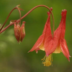 Native columbine (Aquilegia canadensis) beautiful woodland starter plant