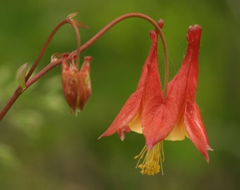 Native columbine (Aquilegia canadensis) beautiful woodland starter plant