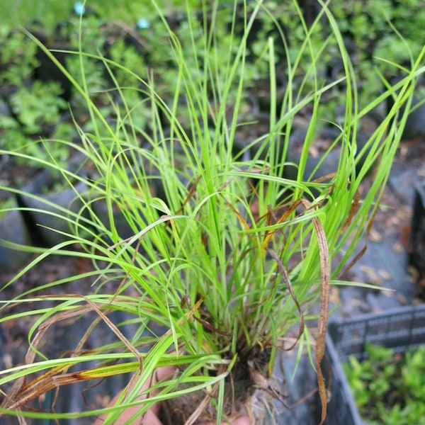 Indian grass (Sorghastrum nutans) starter plant