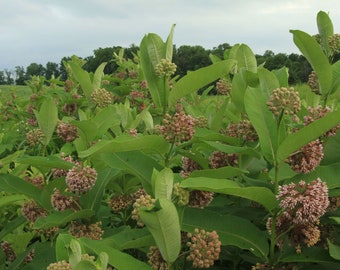 Pre Stratified Common Milkweed seed Asclepias syrica 50 seeds