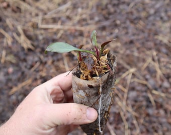 Smooth blue aster starter plant (Symphyotrichum laeve)