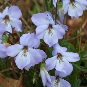 Prairie Violet Viola pedatifida starter plant image 1