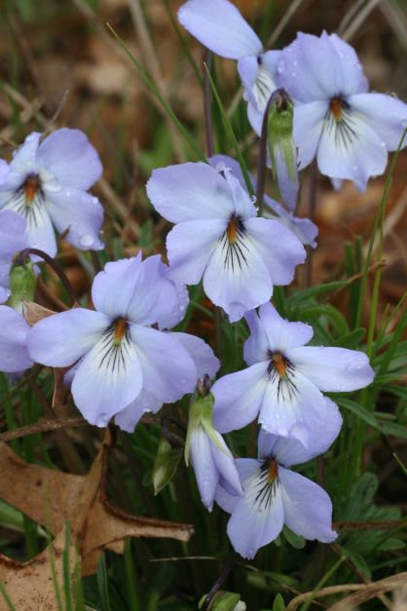 Prairie Violet Viola pedatifida starter plant image 1