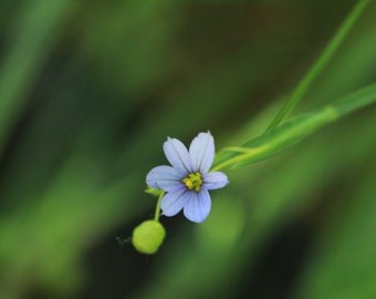 Common blue eyed grass Sisyrinchium albidum starter plant