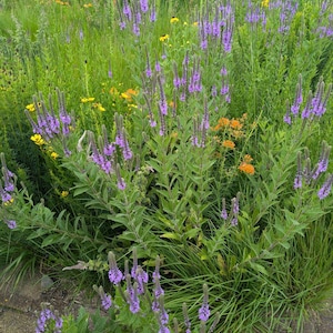 May include: A close-up of a patch of purple wildflowers growing in a field of green grass. The flowers are in bloom and have a delicate, feathery appearance.