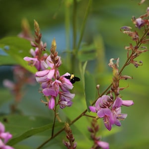 May include: A close-up of pink flowers with a bee on one of the blooms. The flowers are growing on a green stem with leaves.