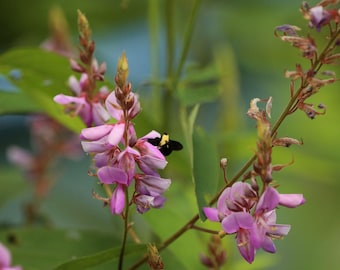 Showy tick trefoil (Desmodium canadense) starter plant