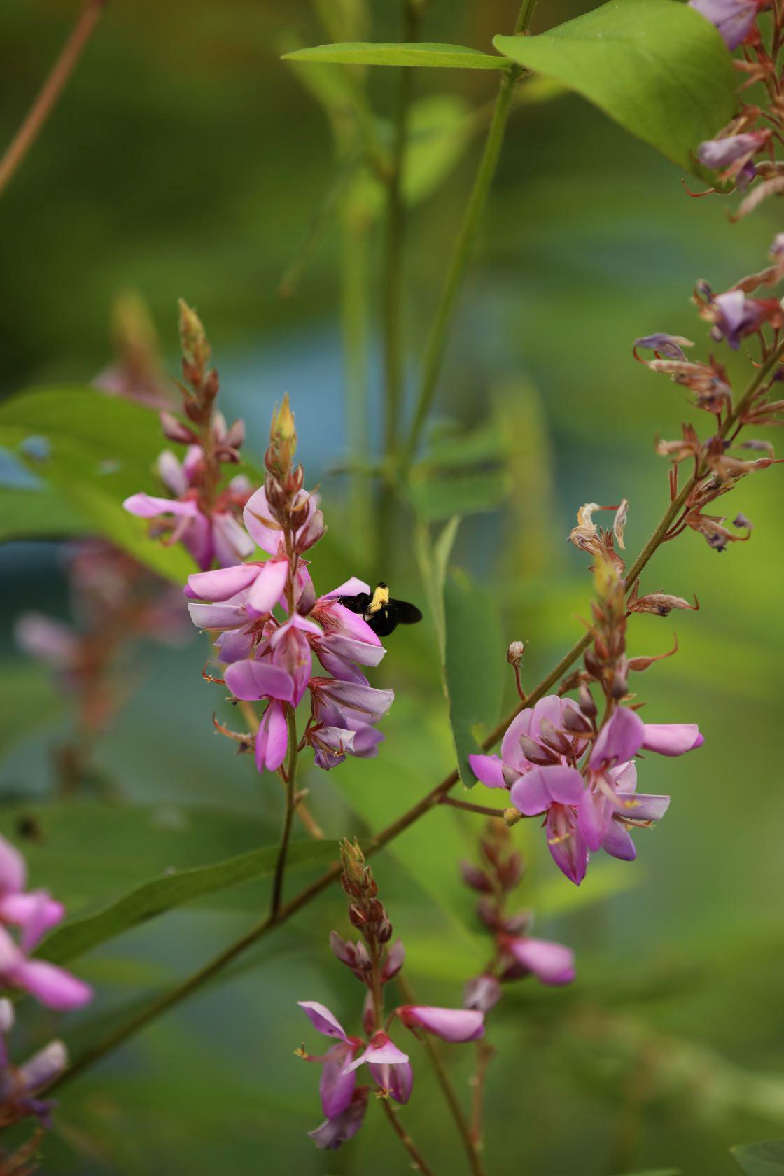 Showy Tick Trefoil (desmodium Canadense) Starter Plant - Etsy