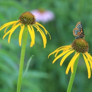 Bush's coneflower (Echinacea paradoxa) starter plant